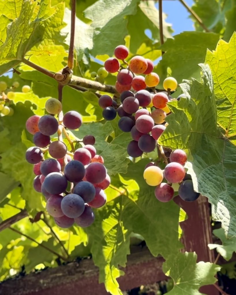 Cherry Point Estate Wines grapevines in Cobble Hill, BC