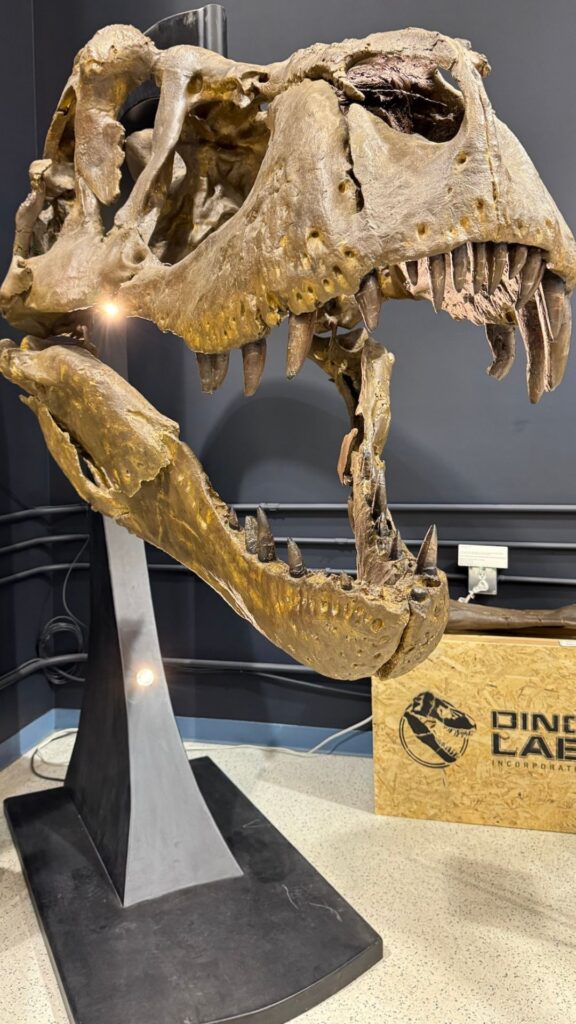 Dino Lab Inc. Trex skull in Victoria, BC