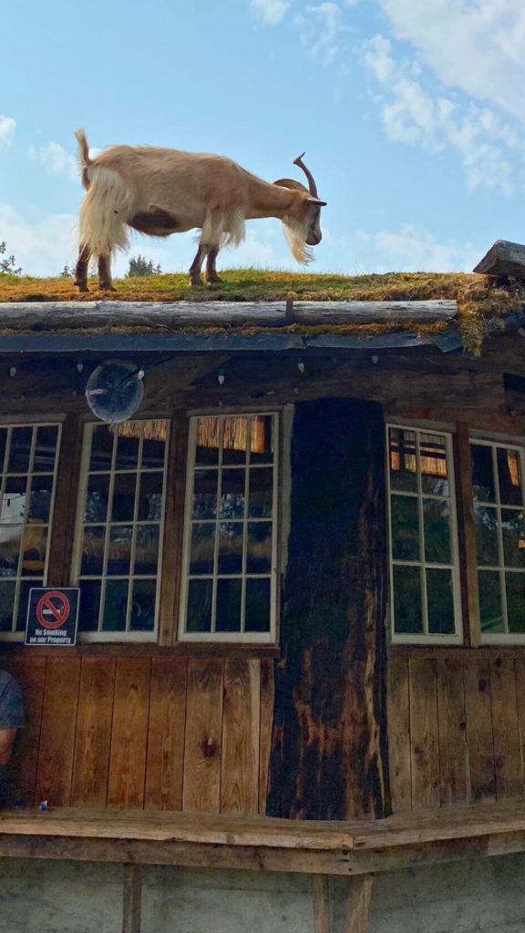 Goat on the roof of the Old Country Market at Coombs in Parksville, BC