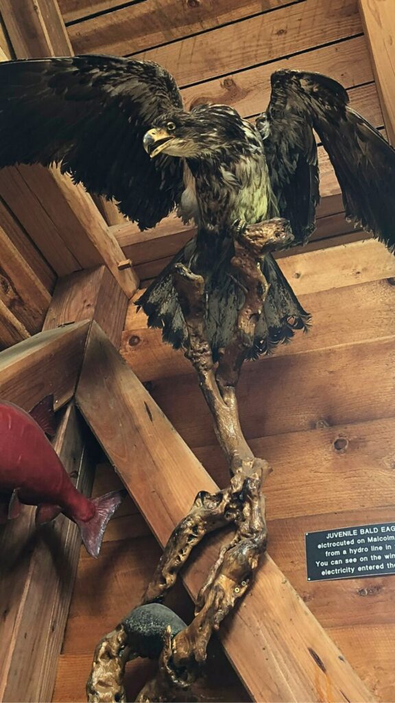 Hawk display at the North Island Wildlife Recovery Centre in Parksville, BC